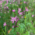 Ragged Robin Seeds (Lychnis flos-cuculi)